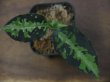 画像1: Aglaonema pictum tricolor DFS from Sumatera Barat 【AZ0912-1】S株