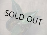 画像: Aglaonema pictum BNN from Sibolga Timur【AZ0518-5c】