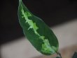 画像3: Aglaonema pictum DCF from Sibolga Utara【HW0418-08a】(7)