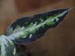 画像4: NEW！ Aglaonema pictum multicolor from Sibologa Timur HW0418-07(8)