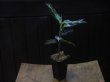 画像5: NEW！ Aglaonema pictum multicolor from Sibologa Timur HW0418-07(8)