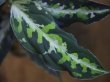 画像3: NEW！ Aglaonema pictum multicolor from Sibologa Timur HW0418-07(8)