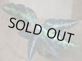 画像: NEW！ Aglaonema pictum multicolor from Sibologa Timur HW0418-07(8)
