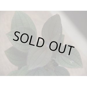画像: Pilea sp. Cao Bang Vietnam R0516-01