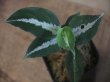 画像1: Aglaonema pictum from Sibolga Utara【HW0818-06d】(3)