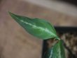 画像3: Aglaonema pictum tricolor from Aceh Selatan_1【HW0818-01】(12)