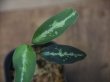 画像2: Aglaonema pictum tricolor from Aceh Selatan_1【HW0818-01】(12)