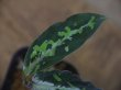 画像3: Aglaonema pictum DCF from Sibolga Utara【HW0818-04d】(5)