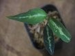 画像1: Aglaonema pictum tricolor from Aceh Selatan_1【HW0818-01】(12)