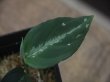 画像2: Aglaonema pictum tricolor from Aceh Selatan_2【HW0818-02】(12)