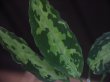 画像3: Aglaonema pictum tricolor from Aceh Selatan 【HW0418-01】(64)