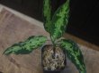 画像1: Aglaonema pictum tricolor from Aceh Selatan 【HW0418-01】(64)