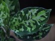 画像4: 【6】Aglaonema pictum multicolor "Burn"  from Sibolga Utara【HW0818-06i】(1)