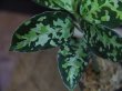 画像2: 【6】Aglaonema pictum multicolor "Burn"  from Sibolga Utara【HW0818-06i】(1)