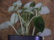 画像4: ペルーの植物　tanakayさんからの。