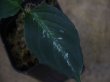 画像1: Aglaonema pictum  from Aceh Selatan_2【HW0818-02】(15)