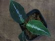 画像1: Aglaonema pictum  from Aceh Selatan_1【HW0818-02】(28)