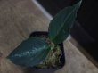 画像2: Aglaonema pictum  from Aceh Selatan_2【HW0818-02】(15)