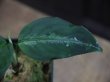 画像2: Aglaonema pictum tricolor from Aceh Selatan【HW1806-02】(19)