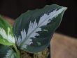 画像3: Aglaonema pictum tricolor "HRF" from Sibolga Timur 【HW1017-02】(1)
