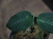 画像3: Aglaonema pictum tricolor from Aceh Selatan【HW1806-02】(19)