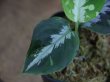画像4: Aglaonema pictum tricolor "HRF" from Sibolga Timur 【HW1017-02】(1)