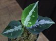 画像1: Aglaonema pictum tricolor "HRF" from Sibolga Timur 【HW1017-02】(1)