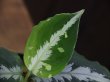 画像2: Aglaonema pictum tricolor "HRF" from Sibolga Timur 【HW1017-02】(1)