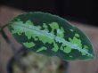 画像3: Aglaonema pictum tricolor from Aceh Selatan_1【HW0818-01】