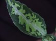 画像2: Aglaonema pictum tricolor from Aceh Selatan_1【HW0818-01】
