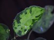 画像2: Aglaonema pictum tricolor(緑3色) from Tigalingga 【HW0219-02d】