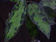 画像3: Aglaonema pictum tricolor(緑3色) from Tigalingga 【HW0219-02d】