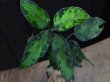 画像1: Aglaonema pictum tricolor(緑3色) from Tigalingga 【HW0219-02d】