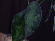 画像4: Aglaonema pictum tricolor(緑3色) from Tigalingga 【HW0219-02d】