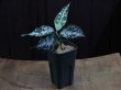 画像6: Aglaonema pictum "Rainy Blue" BNN from Sibolga Timur 【AZ0817-4c】No.3