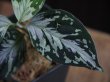 画像4: Aglaonema pictum "Rainy Blue" BNN from Sibolga Timur 【AZ0817-4c】No.3