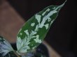 画像2: Aglaonema pictum "Rainy Blue" BNN from Sibolga Timur 【AZ0817-4c】No.3
