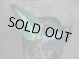 画像: Aglaonema pictum "草わるん18" AT from Tigalingga【AZ0818-6g】