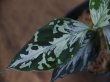 画像3: Aglaonema pictum "Rainy Blue" BNN from Sibolga Timur 【AZ0817-4c】No.3
