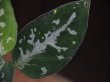 画像5: Aglaonema pictum "Reverse type2" from Tigalingga 【HW0219-01c】(2)