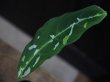 画像5: Aglaonema pictum tricolor from Aceh Selatan 【HW0816-02】