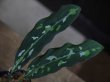 画像3: Aglaonema pictum tricolor from Aceh Selatan 【HW0816-02】