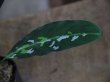 画像4: Aglaonema pictum tricolor from Aceh Selatan 【HW0816-02】