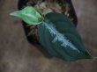 画像1: Aglaonema pictum from Tigalingga 【HW0219-02a】(15)