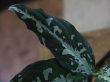 画像3: Aglaonema pictum tricolor Aceh Sumatera【LA1115-02j】L株