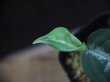 画像3: Aglaonema pictum from Tigalingga 【HW0219-02a】(15)