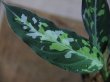 画像4: Aglaonema pictum tricolor Aceh Sumatera【LA0914-3ss】L株