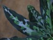 画像3: Aglaonema pictum tricolor Aceh Sumatera【LA0914-3ss】L株