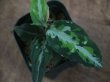画像2: Aglaonema pictum multicolor DCF from Sibolga Utara 【HW0818-04e】