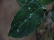 画像2: Aglaonema pictum tricolor from Aceh Selatan 【HW0418-01】